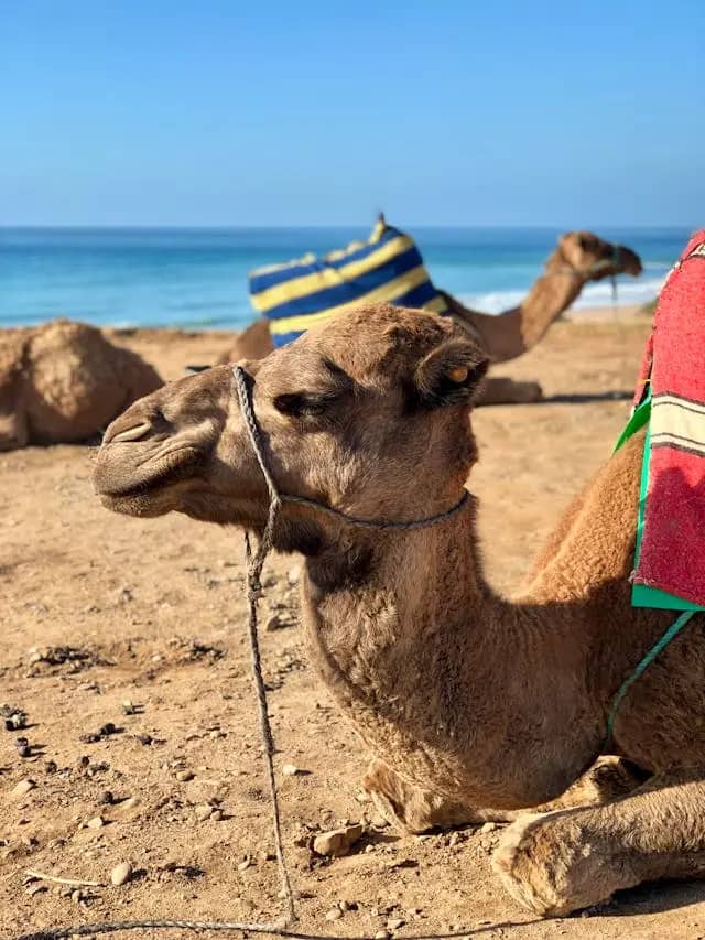 Camel Ride